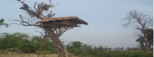 Beautiful Amsoi